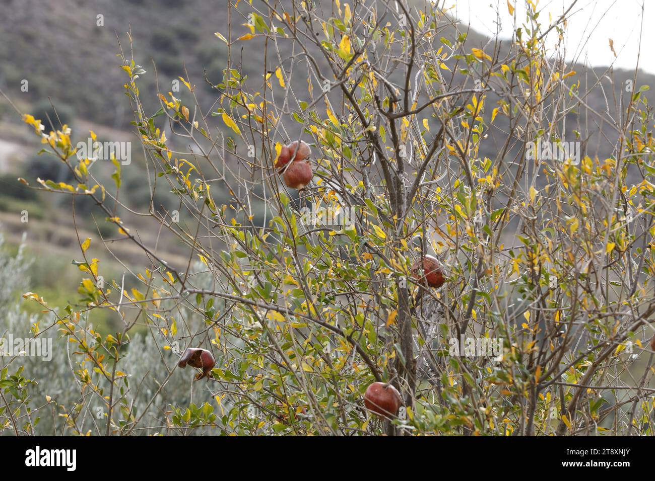 Albero di granato di Pomme in autunno, gli uccelli hanno mangiato i frutti dell'albero. Foto Stock