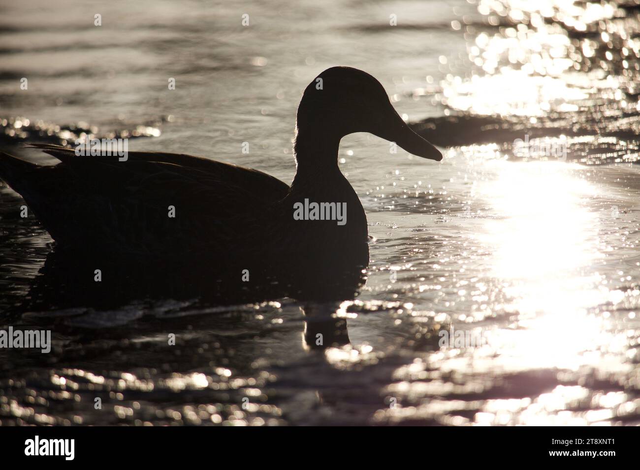 Uccelli che nuotano nel lago in un parco. Foto Stock