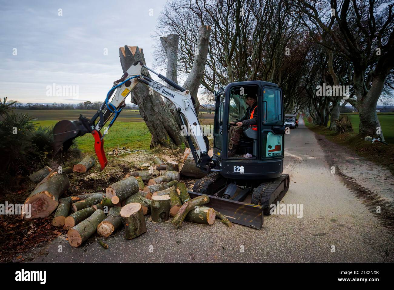 Workman elimina il legno dai rami che sono stati abbattuti durante l'operazione per rimuovere un certo numero di alberi nel famoso Dark Hedges dell'Irlanda del Nord, vicino ad Armoy nella contea di Antrim, nel mezzo di preoccupazioni che potrebbero rappresentare un rischio per il pubblico. Il tunnel degli alberi è diventato famoso quando è stato presentato nella serie fantasy della HBO Game of Thrones e ora attrae un numero significativo di turisti da tutto il mondo. Sei degli alberi sono in fase di rimozione e verranno eseguiti lavori di riparazione su molti altri. Data immagine: Martedì 21 novembre 2023. Foto Stock