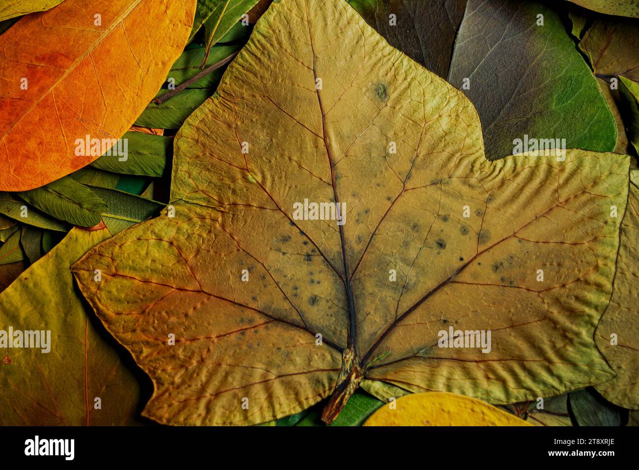 Foglie autunnali asciutte di colori diversi e di alberi diversi che creano una texture perfetta per gli sfondi Foto Stock