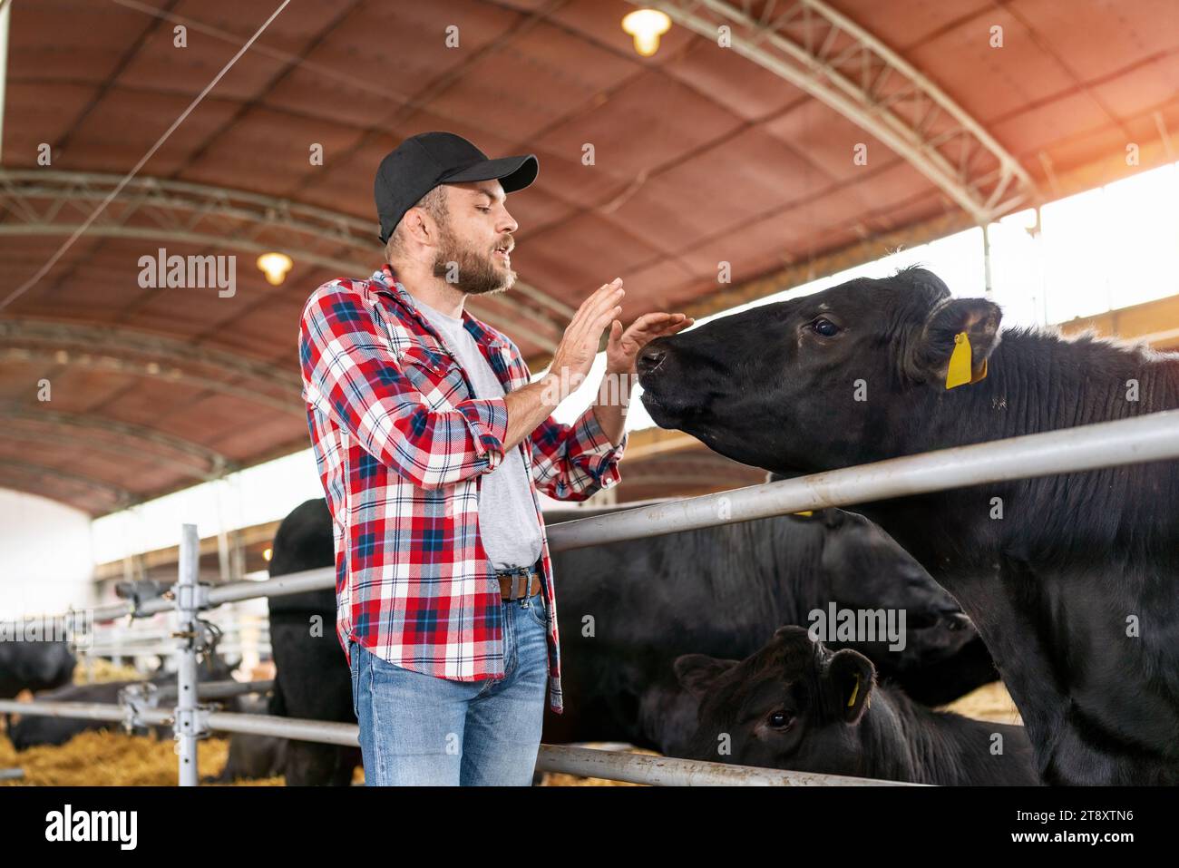 Contadino e mucche al ranch. Foto Stock