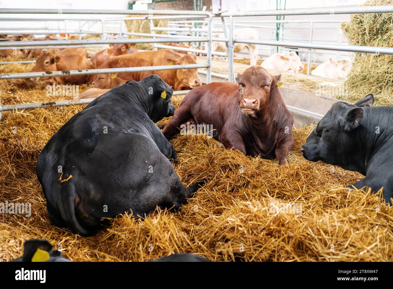 Allevamento di manzo. Mucche di Angus nel paddock della fattoria. Angus Bulls. Foto Stock