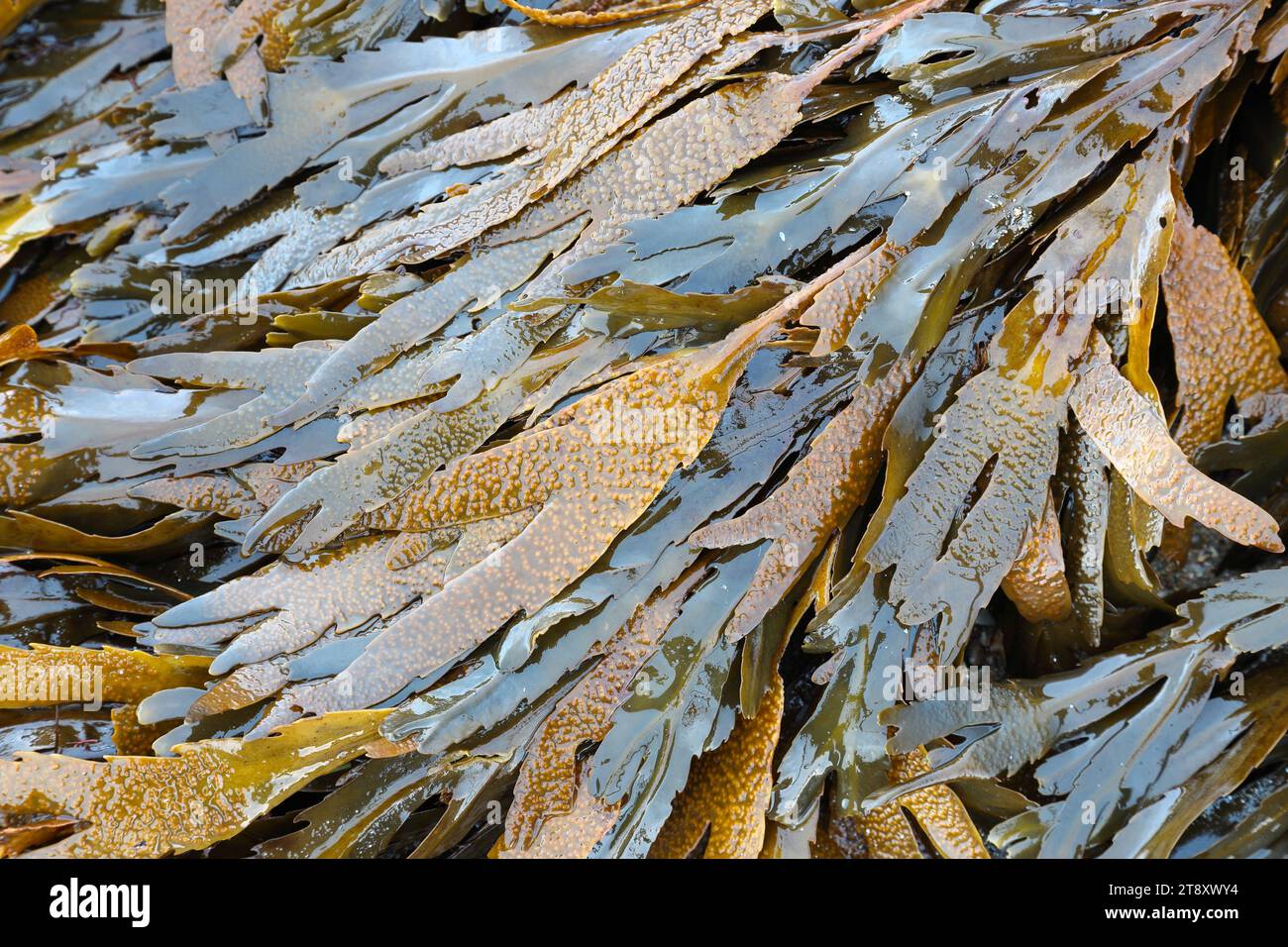Wrack Seaweed seghettato, noto anche come Toothed Wrack Seaweed (Fucus serratus), Fife Coast, Scozia, Regno Unito Foto Stock