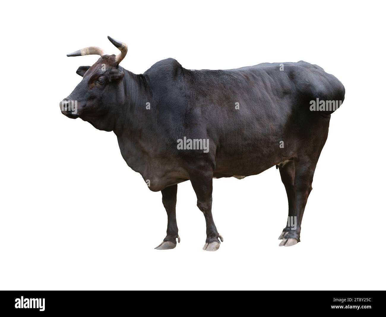 bestiame zebu nero isolato su sfondo bianco Foto Stock