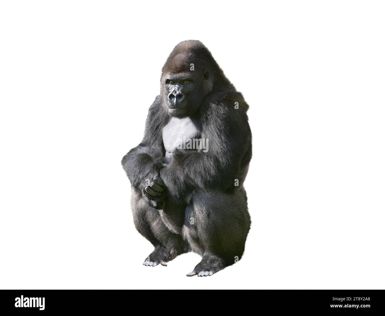 gorilla di pianura occidentale isolato su sfondo bianco Foto Stock