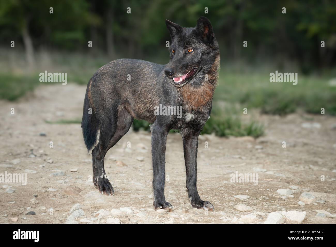 Lupo canadese in piedi sullo sfondo della foresta Foto Stock