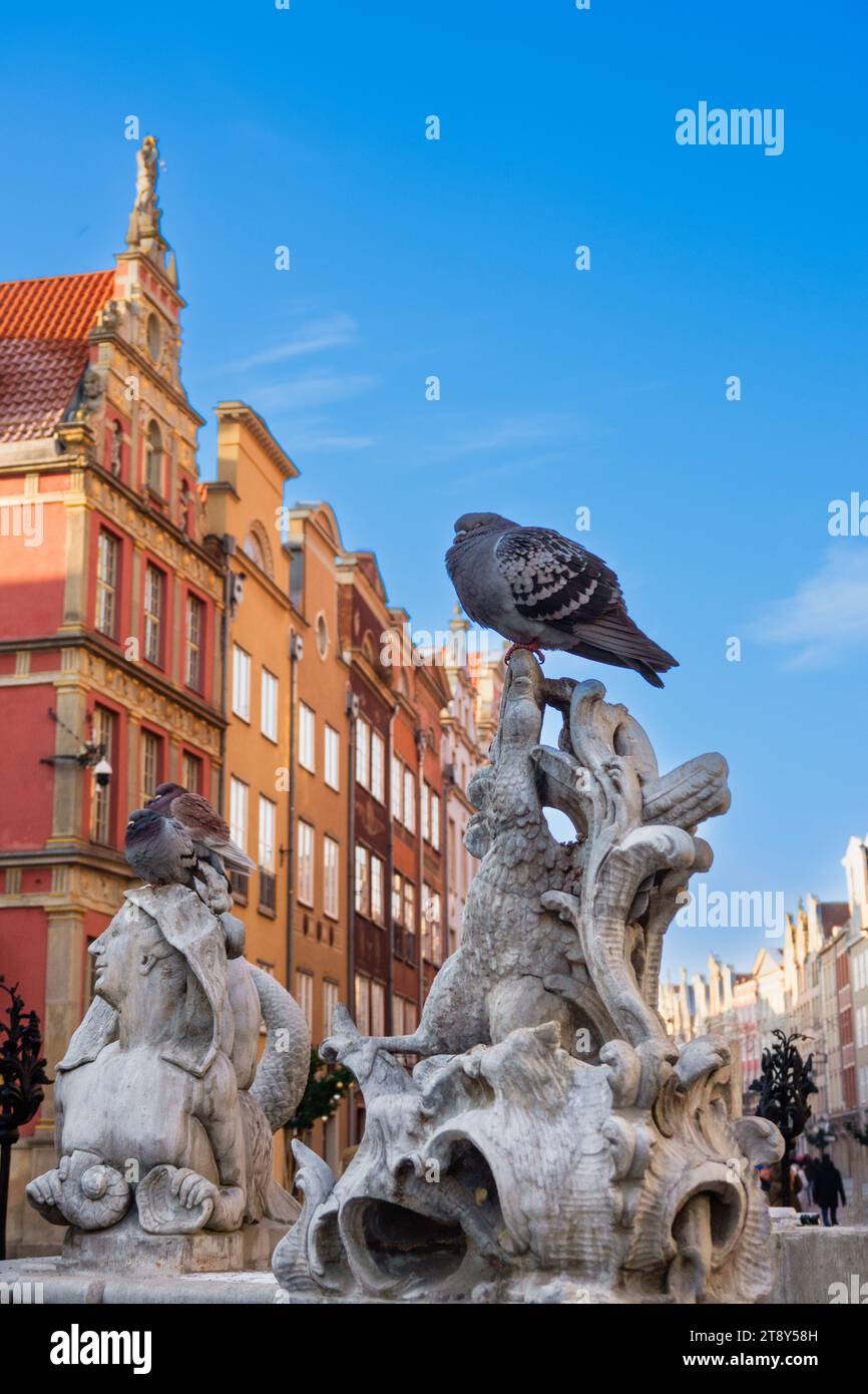 2022-12-15 piccioni sedono sulla scultura della Fontana del Nettuno. Città vecchia di Danzica in inverno. Polonia Foto Stock