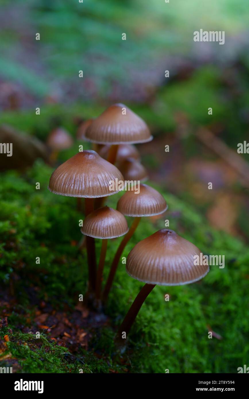 Un gruppo di funghi del cofano. Foto Stock