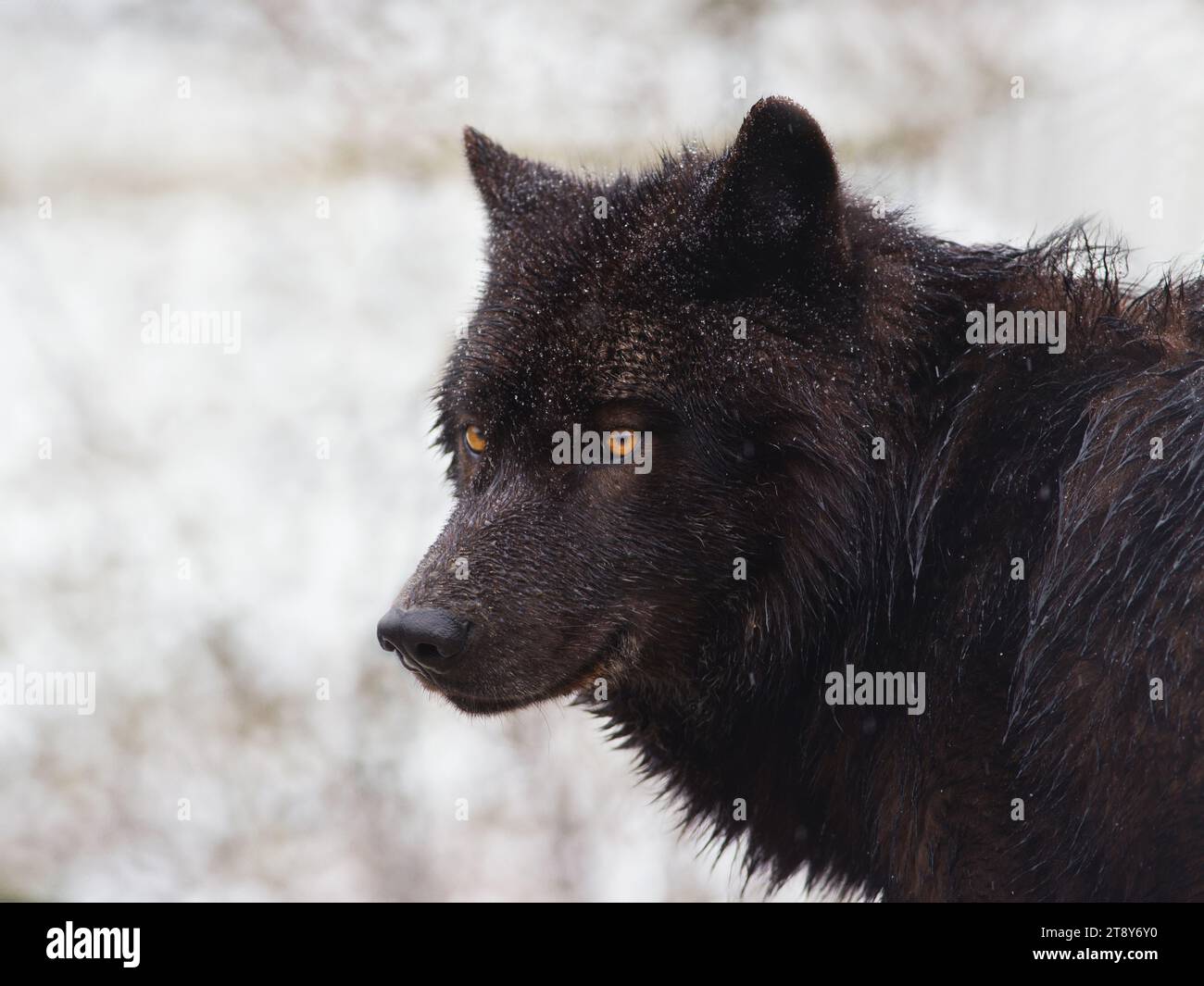 Ritrarre il lupo nero canadese su uno sfondo di neve Foto Stock