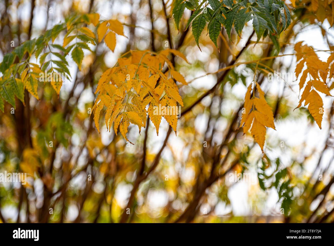 Foglie di alberi gialli con rami in autunno Foto Stock
