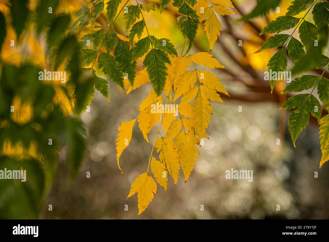 Foglie di alberi gialli con rami in autunno Foto Stock