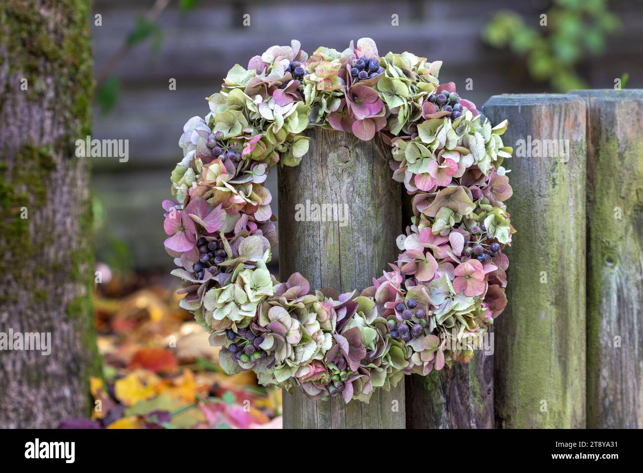 corona di fiori di ortensia e bacche di edera appese in giardino autunnale Foto Stock