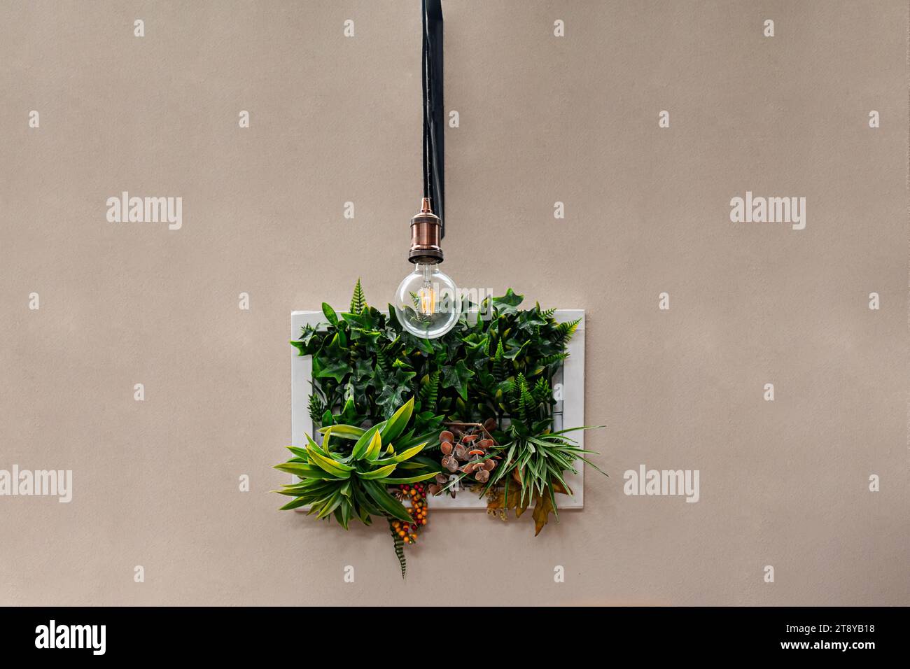 piantina nella cornice come decorazione appesa a una parete con una lampadina in una stanza Foto Stock