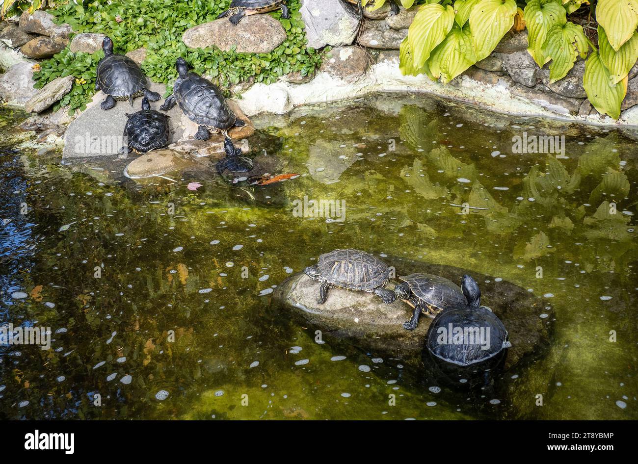 Laghetto di tartarughe a Blowing Rock, Boone, North Carolina, Stati Uniti Foto Stock