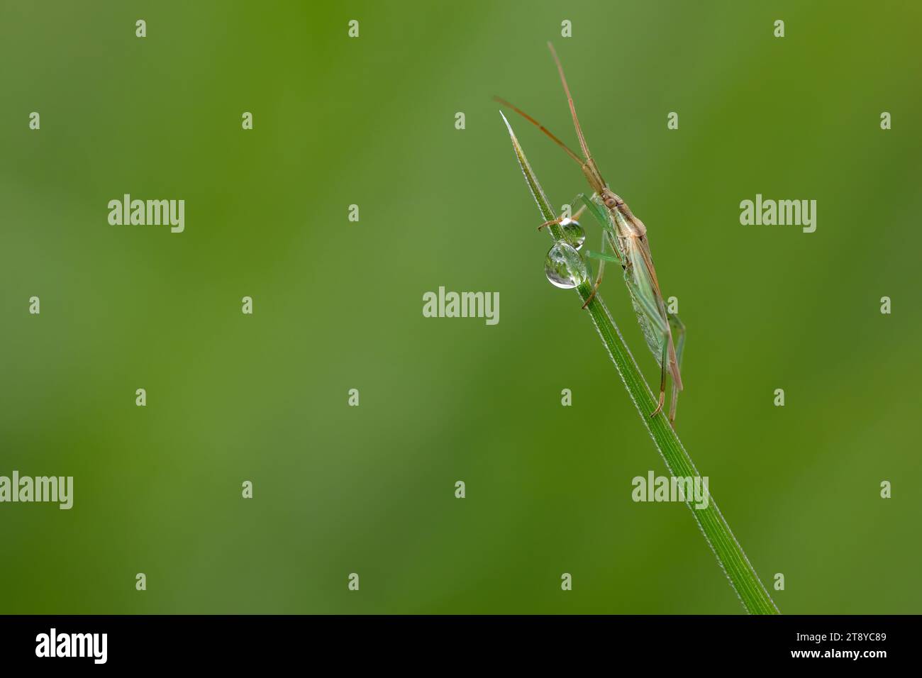 bellissimo macro shot orizzontale su sfondo verde con una tramoggia di prato arroccata su un'erba con goccia di pioggia. Copia spazio. Foto Stock