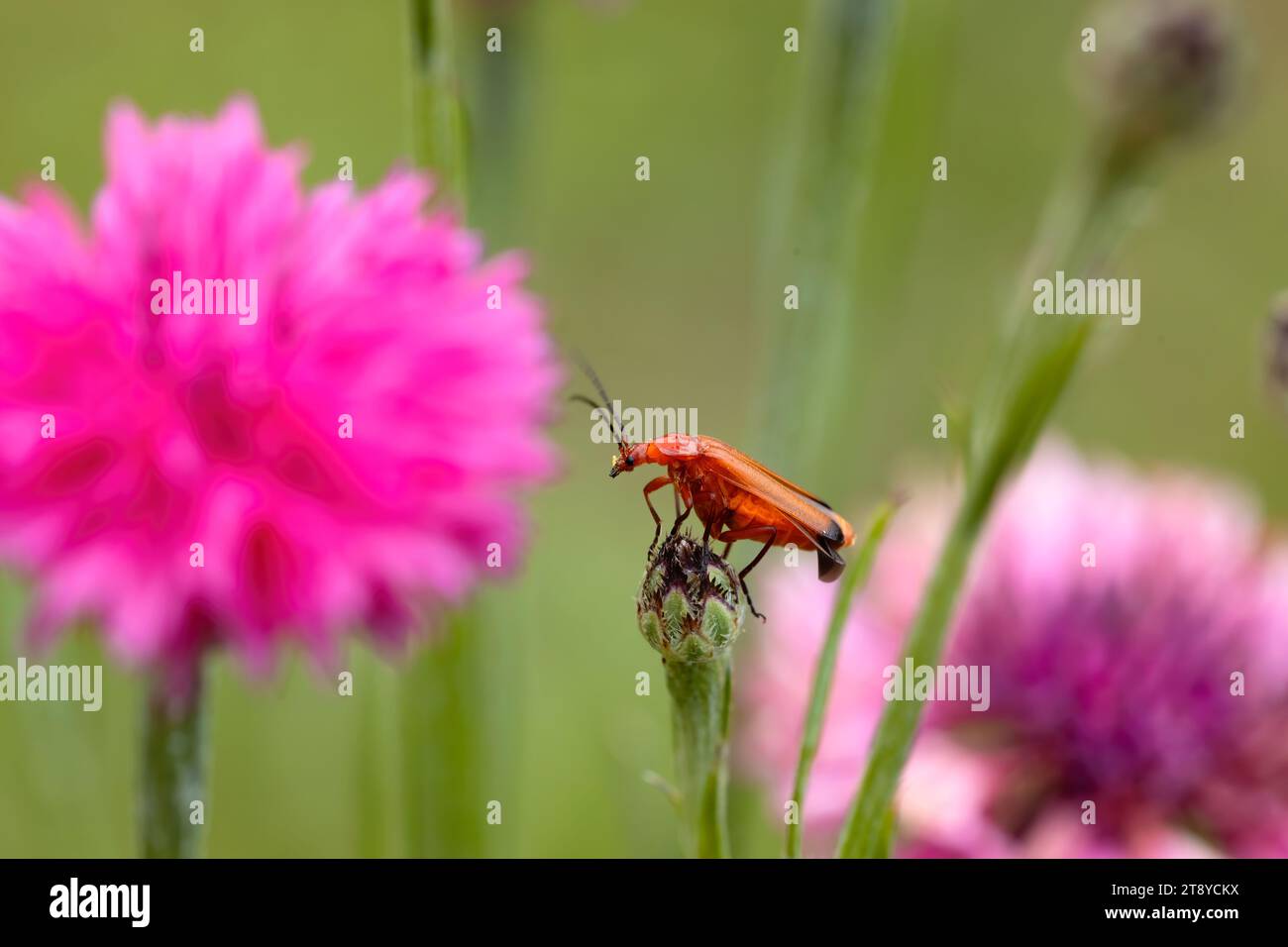 scarabeo soldato arroccato su un fiore rosa nel giardino. Foto macro orizzontale con bella composizione, colorata. Copia spazio. Foto Stock