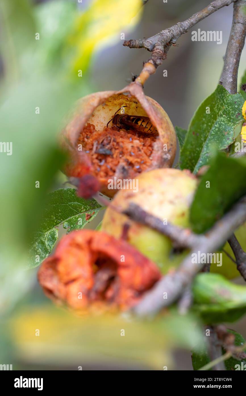 vespa asiatica che divora una mela, lasciandola vuota nel melo stesso. Insetti invasivi, macro fotografia verticale della natura.. Copia spazio. Foto Stock