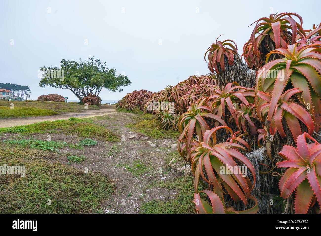 Affascinanti cespugli giganti di Aloe vera che crescono lungo la riva, la costa rocciosa della California Foto Stock