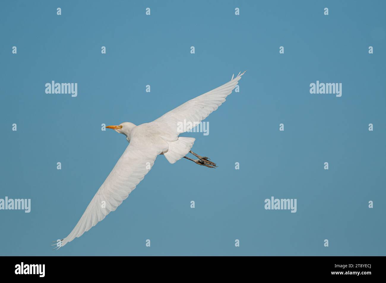 Allevamento di bestiame occidentale (Bubulcus ibis) in volo (in volo). Sfondo blu cielo. Foto Stock