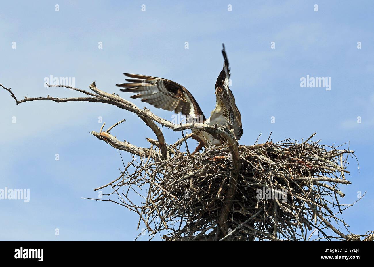 Osprey atterra nel nido, Tennessee Foto Stock