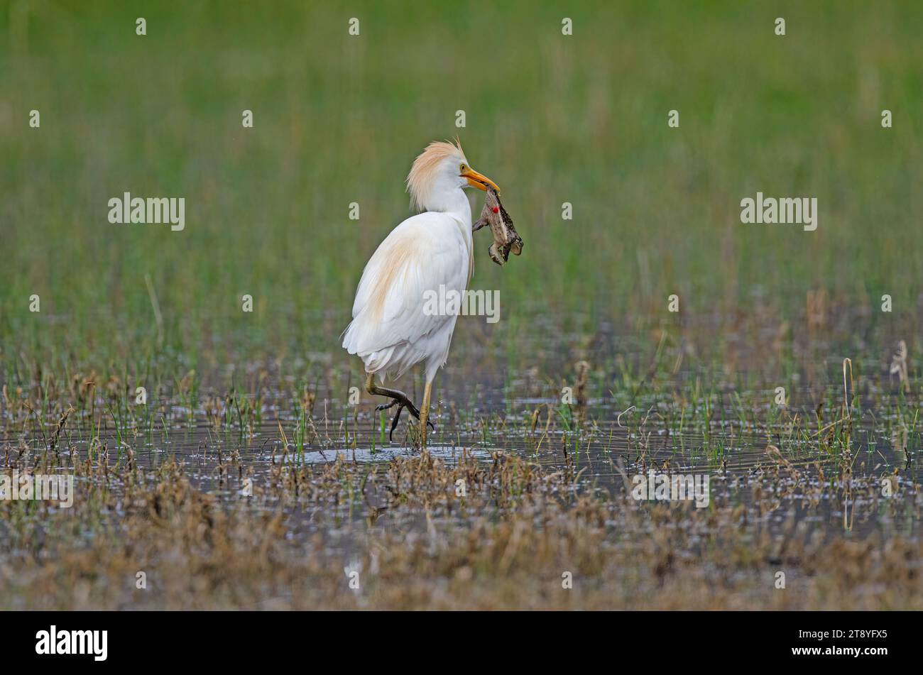 L'airone bovino occidentale (Bubulcus ibis) cattura le rane in una zona umida. Foto Stock