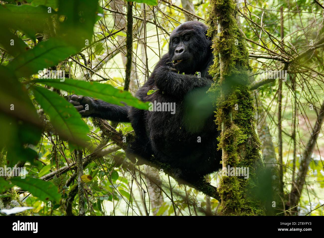 Gorilla Orientale - Gorilla beringei ha messo in pericolo il più grande primate vivente, gorilla di pianura o gorilla di Grauer (graueri) nel verde della pioggia Foto Stock
