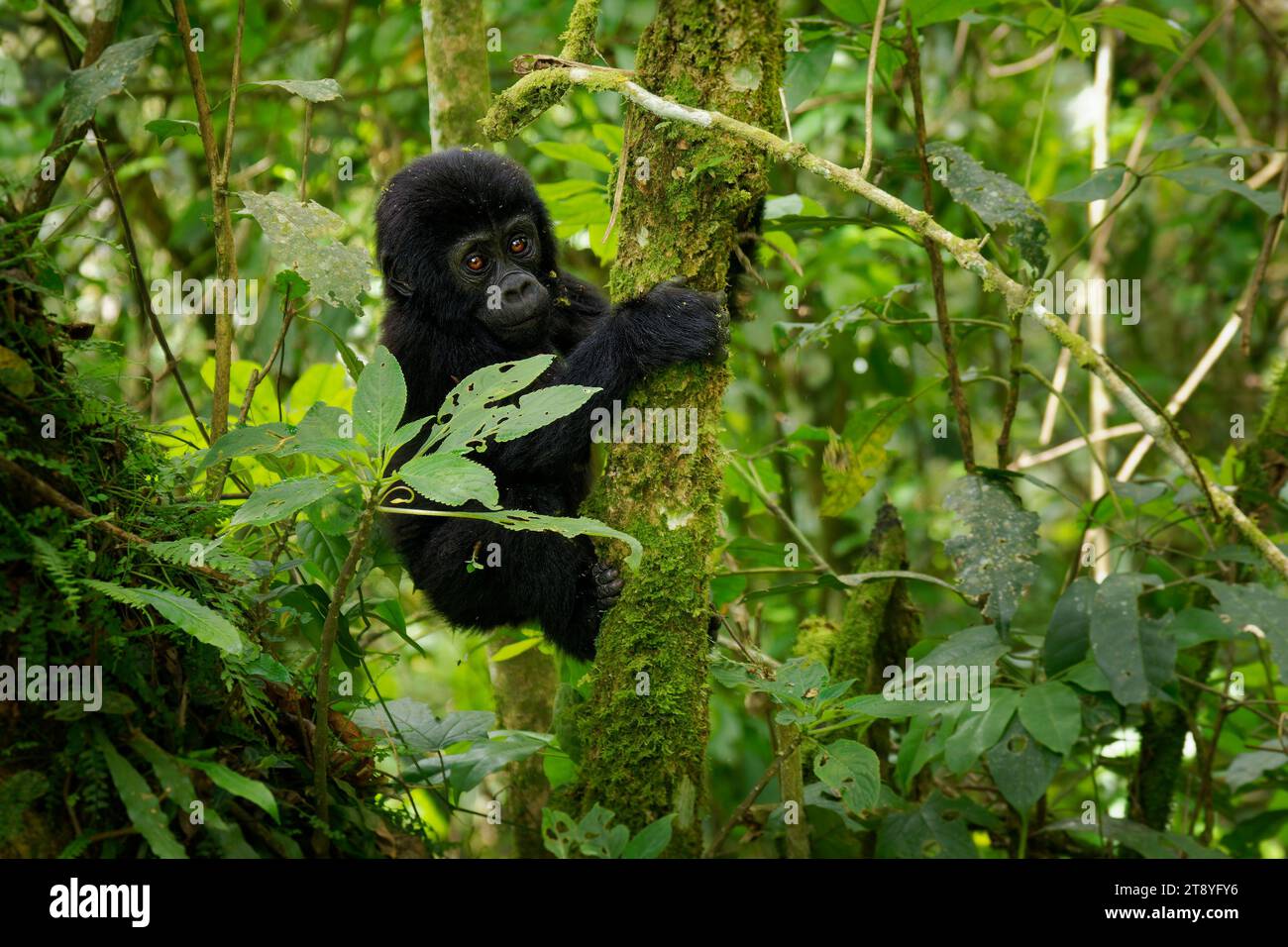 Gorilla Orientale - Gorilla beringei ha messo in pericolo il più grande primate vivente, gorilla di pianura o gorilla di Grauer (graueri) nel verde della pioggia Foto Stock