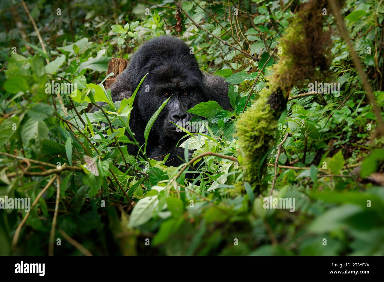 Gorilla Orientale - Gorilla beringei ha messo in pericolo il più grande primate vivente, gorilla di pianura o gorilla di Grauer (graueri) nel verde della pioggia Foto Stock