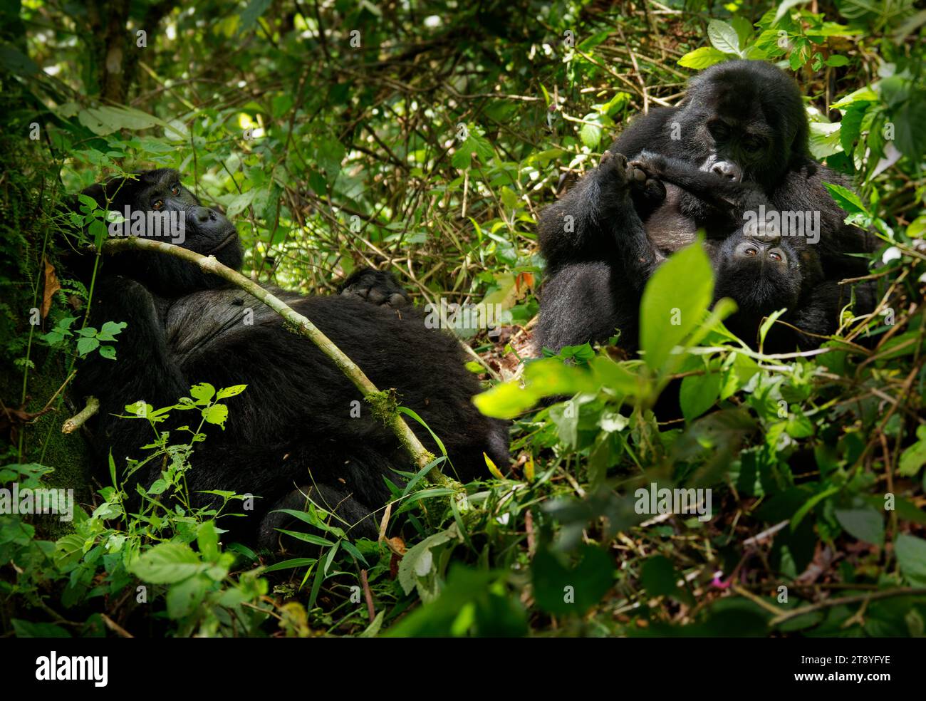 Gorilla Orientale - Gorilla beringei ha messo in pericolo il più grande primate vivente, gorilla di pianura o gorilla di Grauer (graueri) nel verde della pioggia Foto Stock