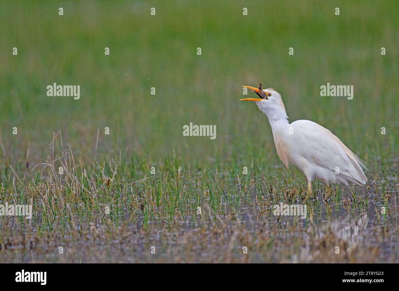 L'airone bovino occidentale (Bubulcus ibis) ingoia una rana che ha catturato. Foto Stock