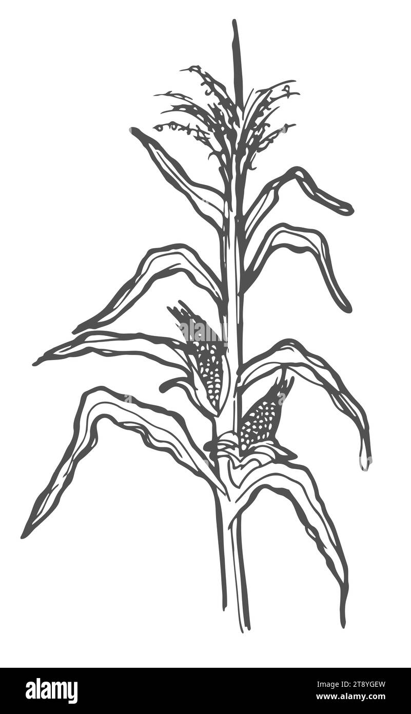 Granturco. Testa cruda fresca di mais dolce. Cibo vegetariano sano. Biologico. Illustrazione vettoriale piatta colorata di verdure isolate su sfondo bianco. Doo Illustrazione Vettoriale