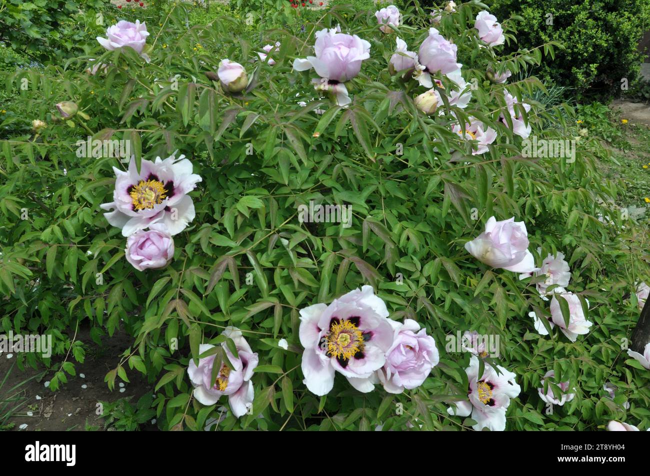 In primavera nel giardino sulla pianta di peonia fiorita (Paeonia suffruticosa). Foto Stock