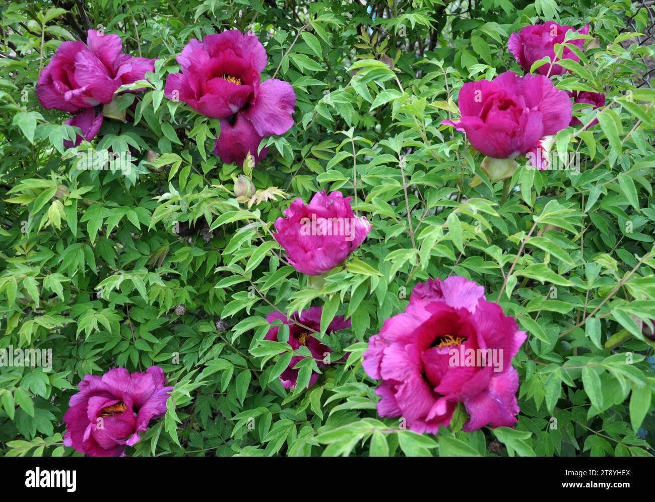 In primavera nel giardino sulla pianta di peonia fiorita (Paeonia suffruticosa). Foto Stock