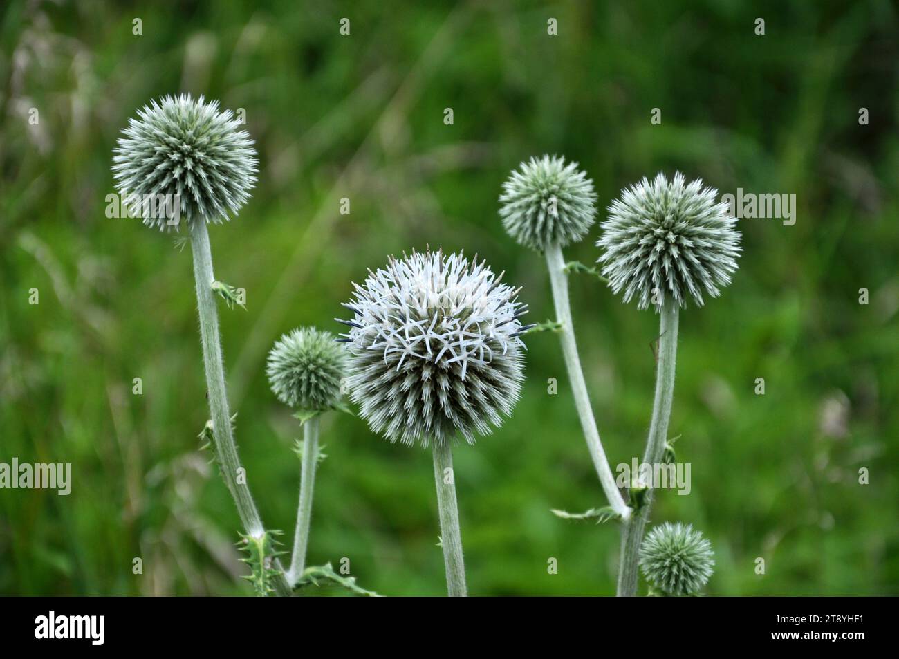 In natura fiorisce la pianta del miele echinops sphaerocephalus Foto Stock