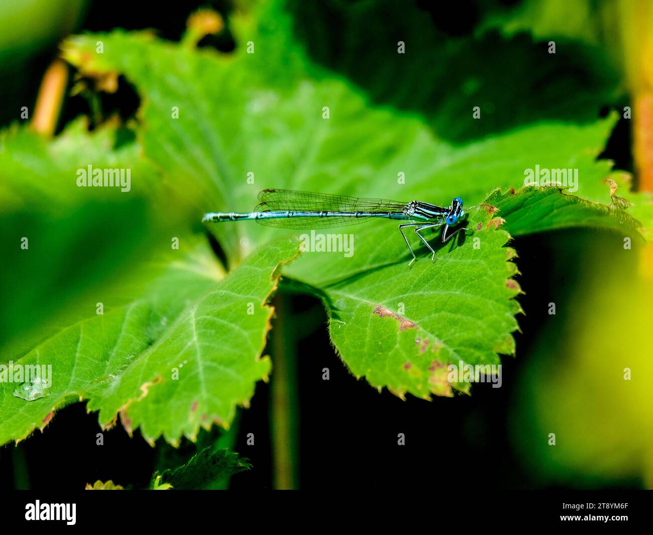 Primo piano di una bella libellula in cerca di cibo, scattata in Germania in una giornata di sole. Foto Stock
