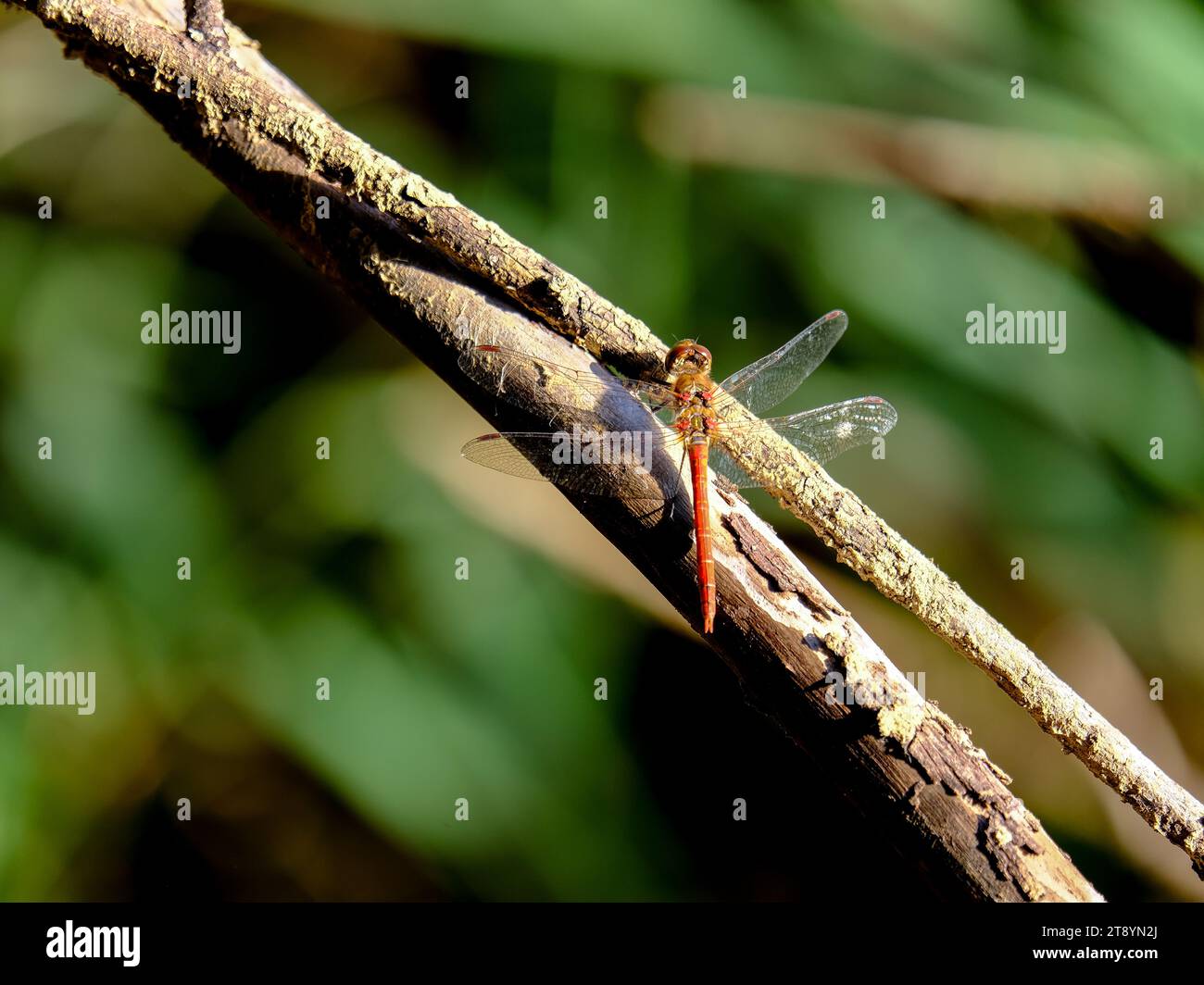 Primo piano di una bella libellula in cerca di cibo, scattata in Germania in una giornata di sole. Foto Stock