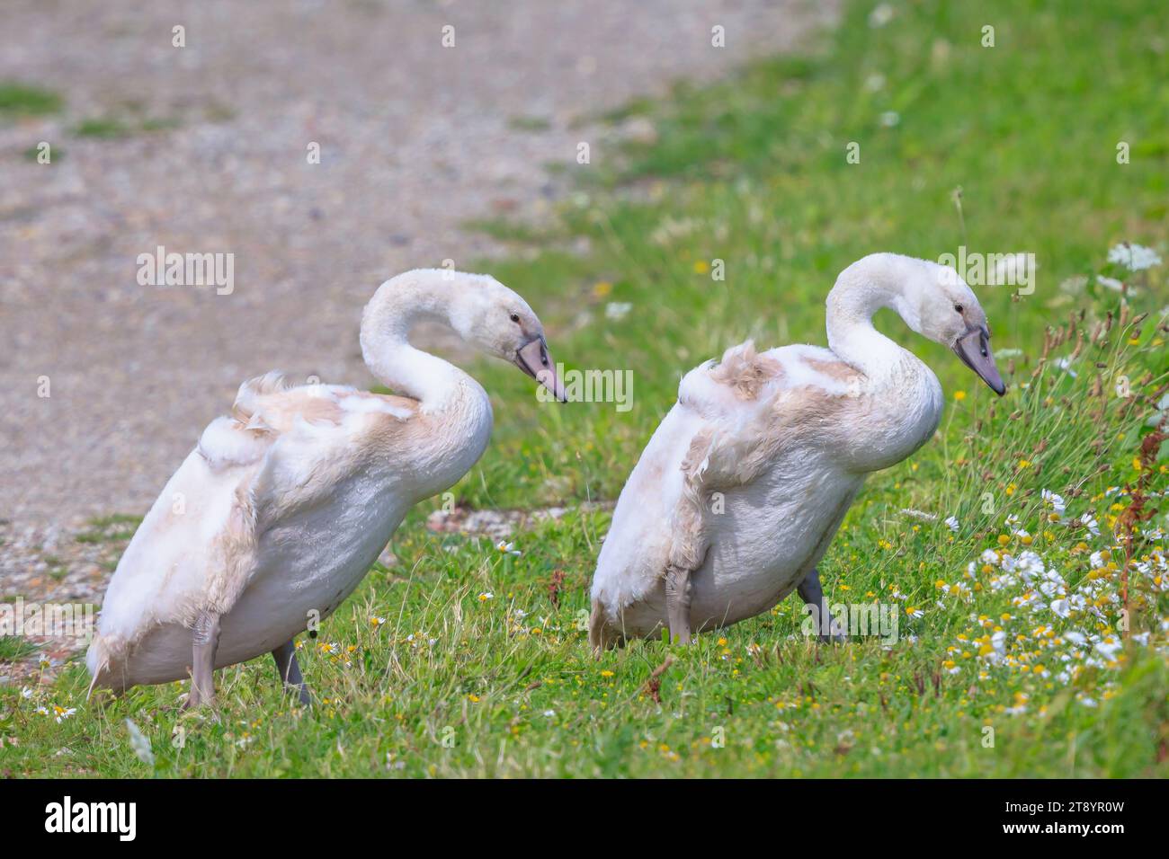 Cigno muto, Cygnus olor, cigneti giovani uccelli che camminano in un prato Foto Stock