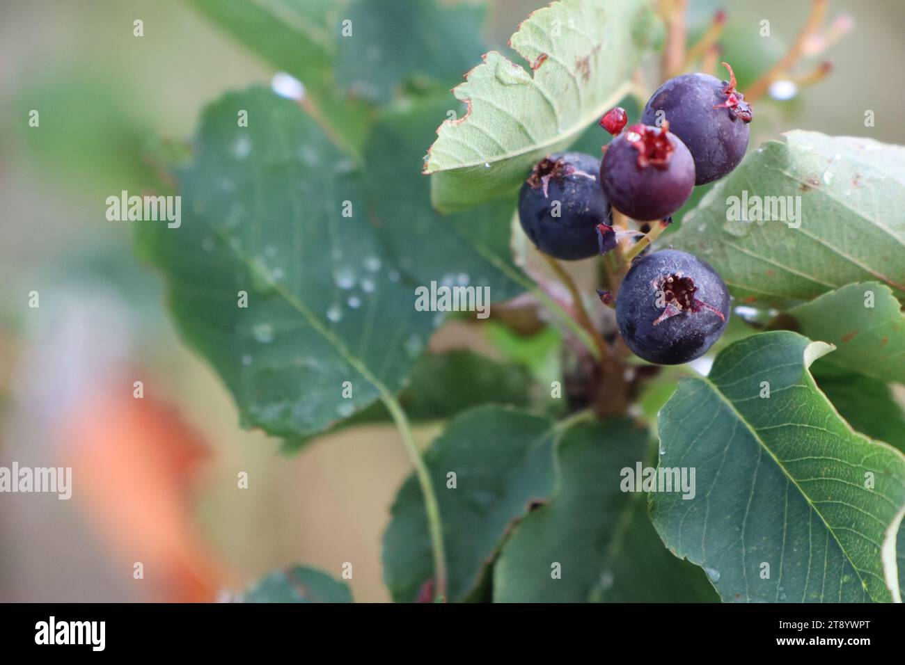 Bacche blu mature sullo sfondo di foglie verdi che maturano in estate nell'orto Foto Stock