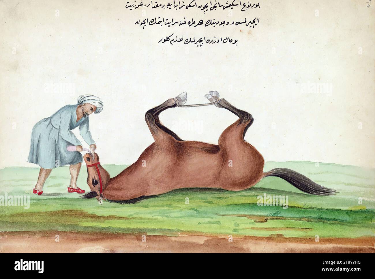 Libro sui cavalli, guarire un cavallo che soffre di coliche con vino vecchio e olio d'oliva, questa è una copia ottomana illustrata di un lavoro turco sull'addestramento e la cura dei cavalli da guerra (Tuḥfat ül-fārisīn fī aḥvāl-i ḫuyūl il-mucāhidīn) di Aḥmed ʿAṭā Ṭayyārzāde (d. 1294 AH / 1877 d.C.). Il testo è stato scritto in ruq `ah da Şaker Muhammed nel 1271 AH / 1854-5 d.C. Foto Stock