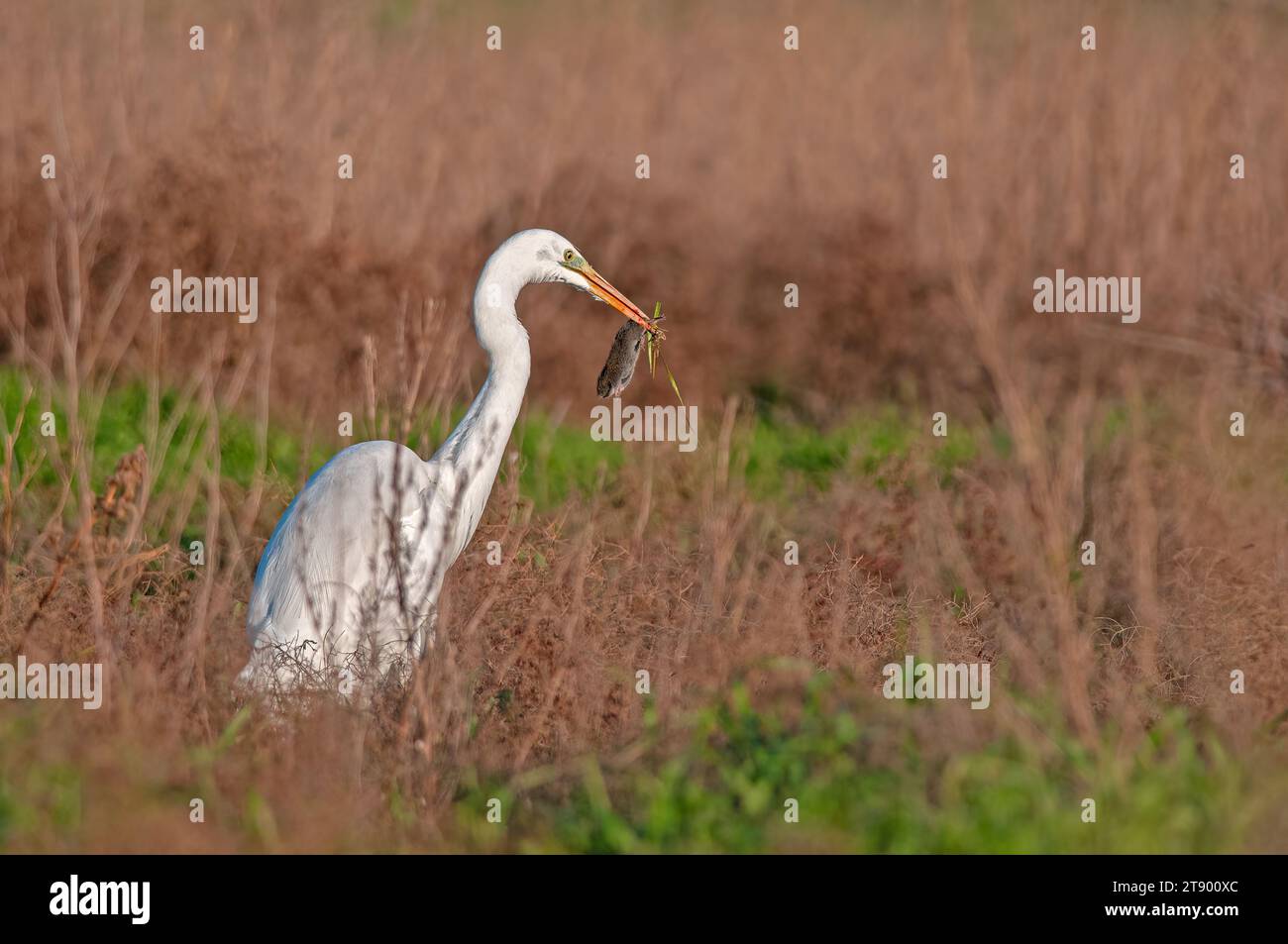 Grande egret, Ardea alba viene cacciata. L'airone mangia topi. Foto Stock