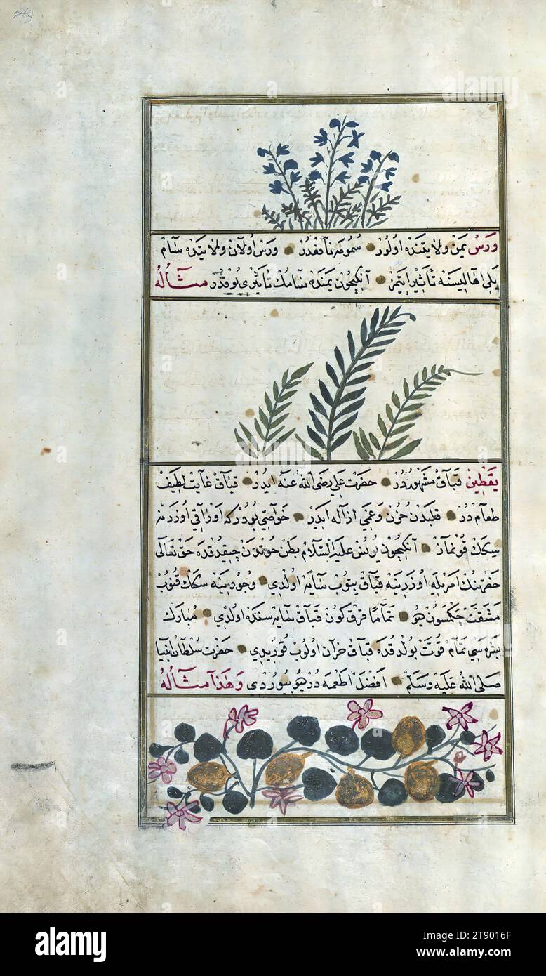 Versione turca delle meraviglie della creazione, cicoria selvatica, una pianta yemenita chiamata guerre, e una varietà di zucca o zucca, questa è una versione turca illuminata e illustrata ottomana di ʿAjāʾib al-makhlūqāt (meraviglie della creazione) di Zakarīyā al-Qazwīnī (d. 692 AH / 1293 d.C.), fatta su richiesta del visir Murtaza Paşa (Murtaḍá Pāshā) (fl. XI secolo AH / XVII d.C.). Il codice fu completato nel 1121 AH / 1717 d.C. da Muḥammad ibn Muḥammad Shākir Rūzmah-ʾi Nāthānī. Ci sono 444 dipinti che illustrano il testo Foto Stock