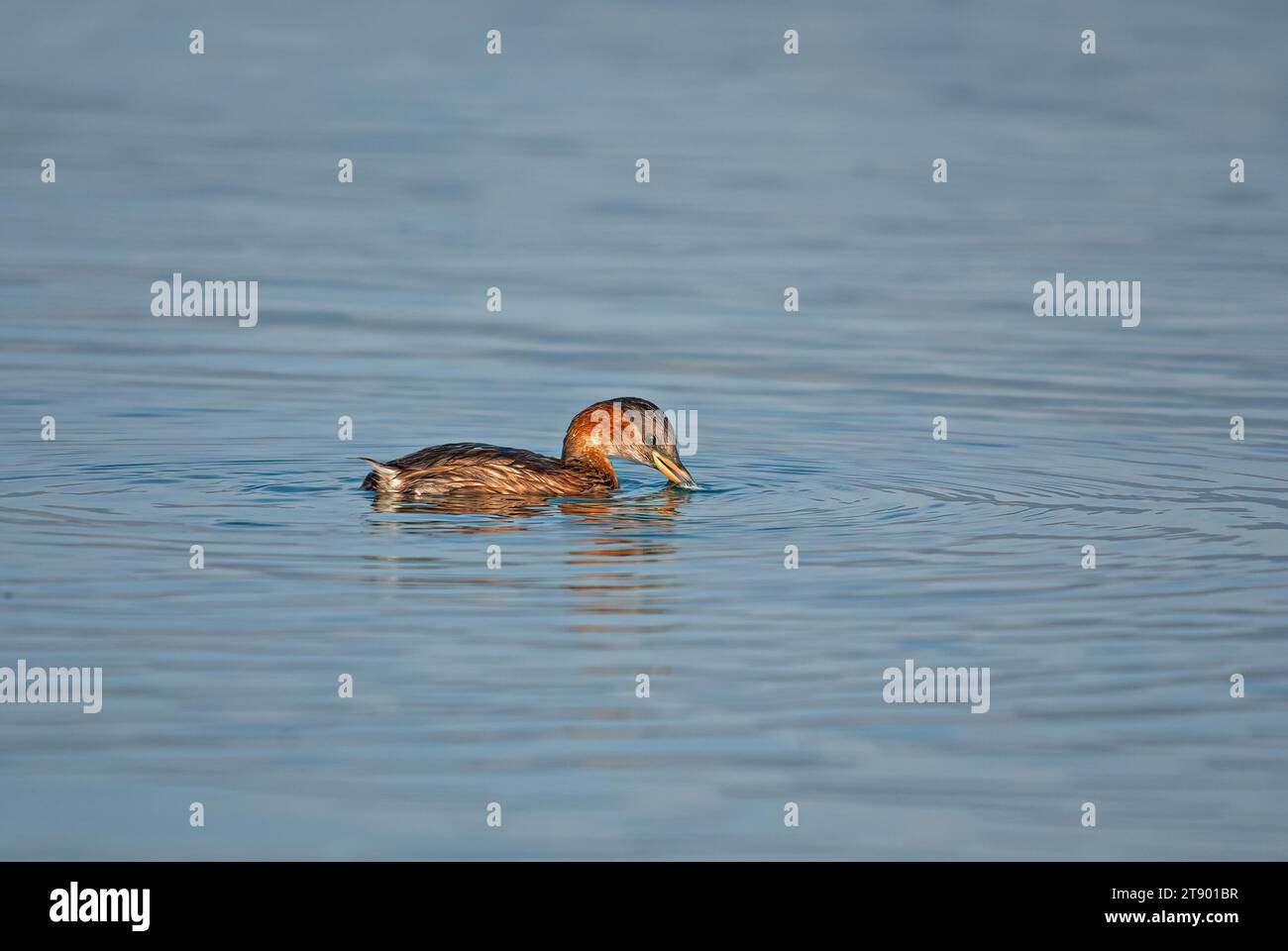 La piccola Grebe (Tachybaptus ruficollis) caccia nel lago. Foto Stock