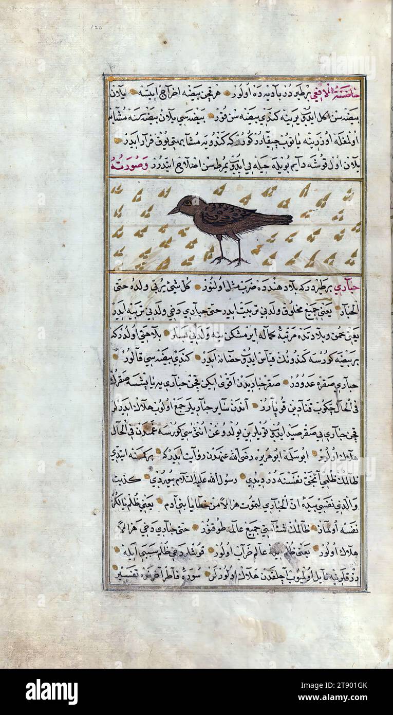 Versione turca delle meraviglie della creazione, Un uccello chiamato ḥāḍinat al-afʿá (infermiera secca di vipera), questa è una versione turca illuminata e illustrata ottomana di ʿAjāʾib al-makhlūqāt (meraviglie della creazione) di Zakarīyā al-Qazwīnī (d. 692 AH / 1293 d.C.), realizzata su richiesta del Visir Murtaza Paşa (Murtaḍá Pāshā) (fl. undicesimo secolo AH / diciassettesimo CE). Il codice fu completato nel 1121 AH / 1717 d.C. da Muḥammad ibn Muḥammad Shākir Rūzmah-ʾi Nāthānī. Ci sono 444 dipinti che illustrano il testo. La rilegatura non è originale per il testo Foto Stock