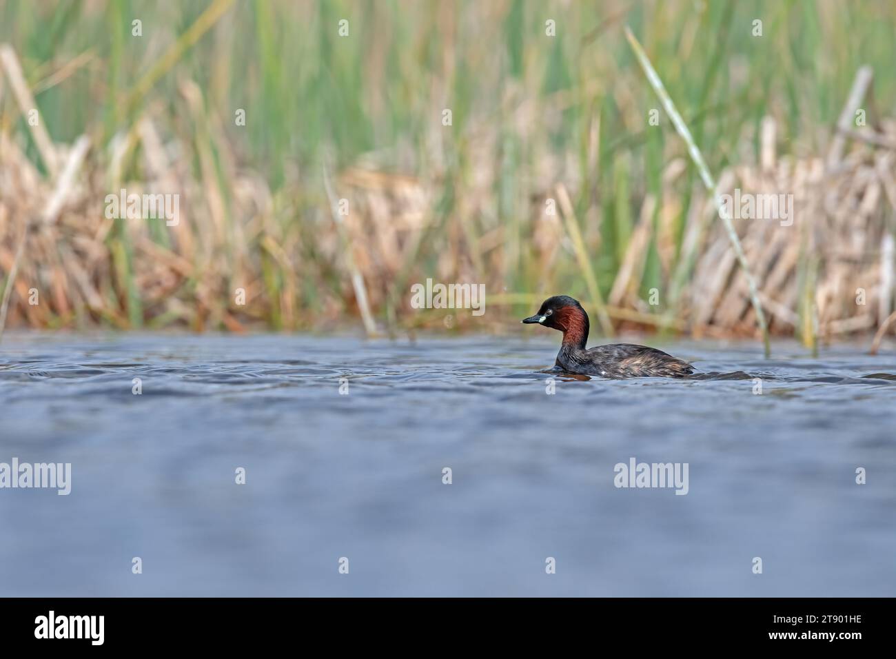 Piccola Grebe (Tachybaptus ruficollis) che nuota nel lago. Foto Stock