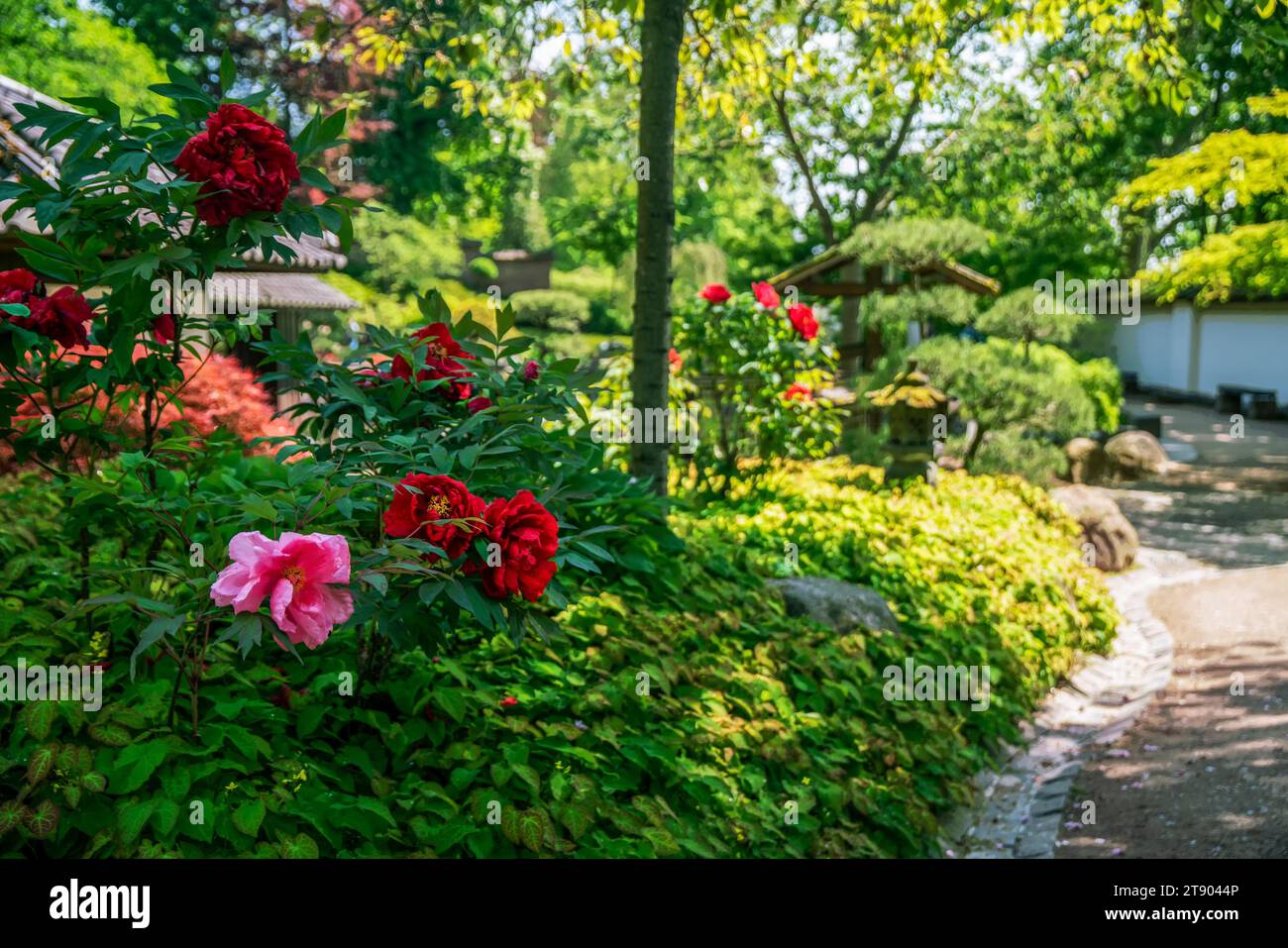 Fantastiche peonie rosse accanto alla casa da tè nel giardino giapponese Kaiserslautern. A destra acero rosso (mappa giapponese[le) con foglie sezionate. In lontananza visi Foto Stock