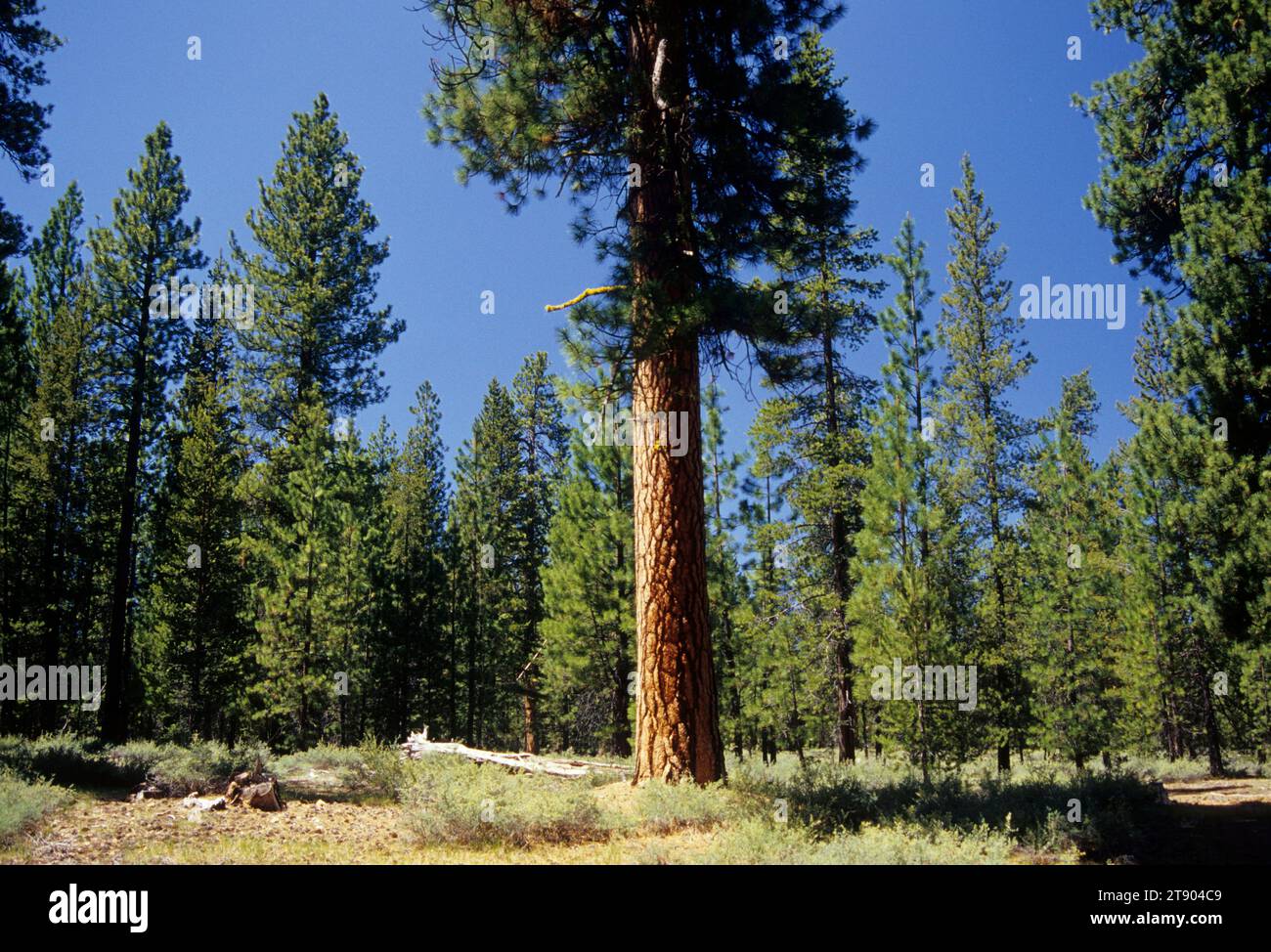Pino Ponderosa (Pinus ponderosa) su Pines in the Pumice Trail, Winema National Forest, Oregon Foto Stock