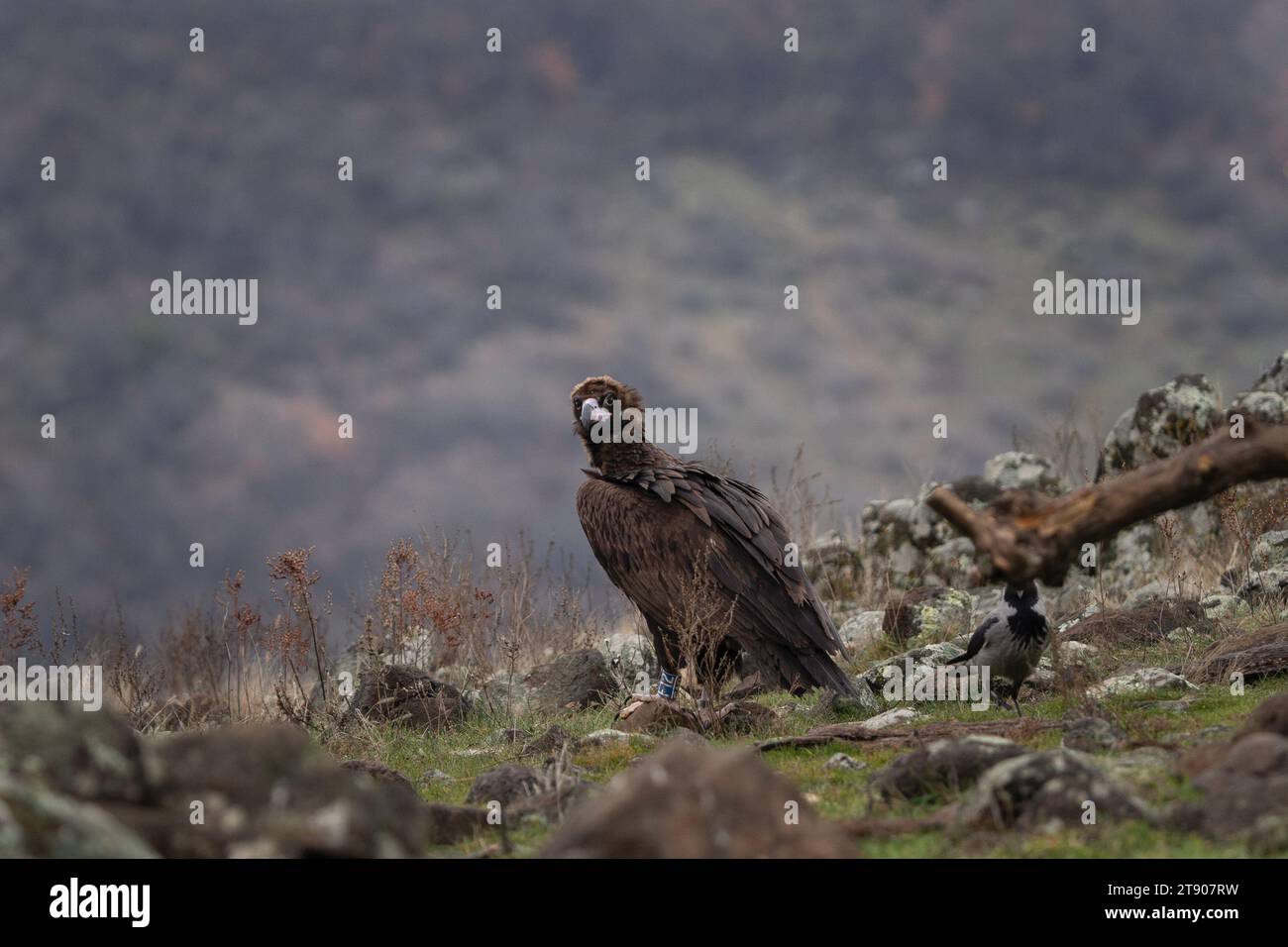 Aquila d'oro nelle montagne di Rodope. I chrysaetos dell'Aquila nelle montagne rocciose durante l'inverno. Il re del cielo si sta rilassando sulla pietra. Foto Stock