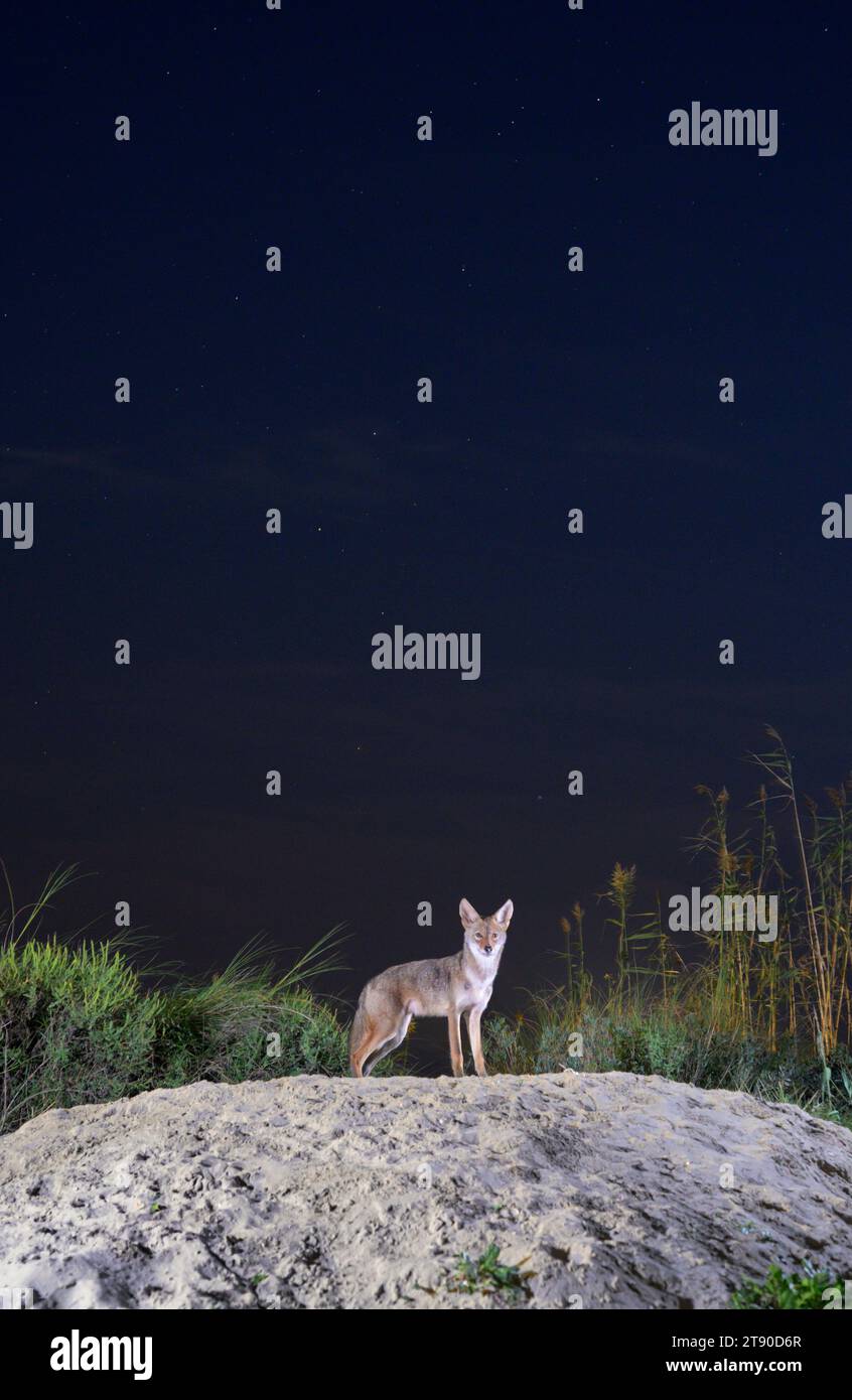 Coyote (Canis latrans) sulla duna di sabbia di notte sotto il cielo stellato, Galveston, Texas. Si ritiene che questa popolazione abbia geni di lupo rosso (Canis rufus). Foto Stock