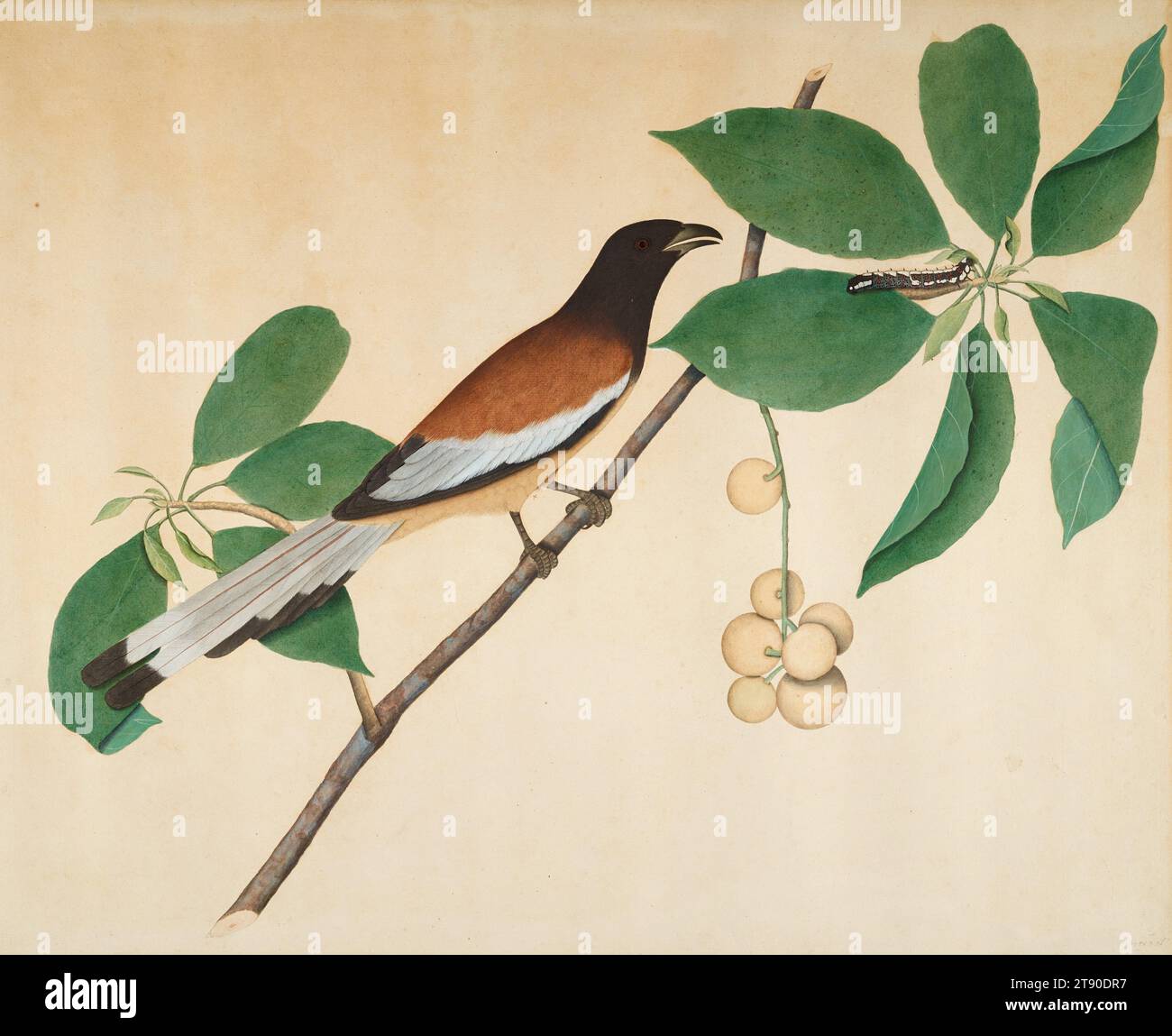 Rufous Treepie and Caterpillar on Branch, 1777, Sheikh Zain al-DIN, indiano, 30 x 38 x 1 poll. (76,2 x 96,52 x 2,54 cm) (cornice esterna), colori opachi e inchiostro su carta, India, XVIII secolo, il famoso "Impey album", a cui appartenevano originariamente questi 11 studi di storia naturale, segna l'inizio di una nuova scuola nel canone della pittura indiana: Cioè "Company Painting" così chiamata in onore della compagnia britannica delle Indie Orientali, che nel 1757 aveva preso il controllo effettivo del subcontinente, che si estendeva dal 1760-1880 circa e si distinse da pittori nativi che si adattavano alle esigenze dei gusti coloniali Foto Stock