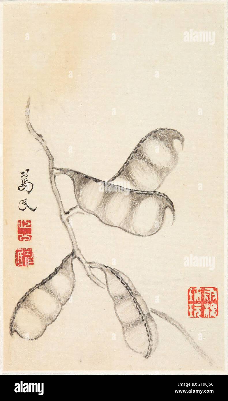 Pea Pods, da un album di verdure, Bian Shoumin, cinese, 1684-1752, 7 1/2 x 4 1/2" (19,05 x 11,43 cm) (foglio), inchiostro su carta, Cina Foto Stock